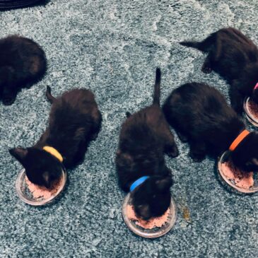 Five Black Kittens