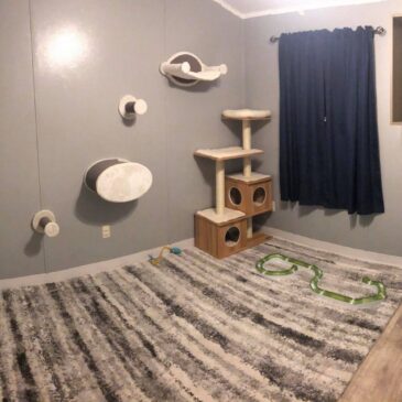 New Kitten Room