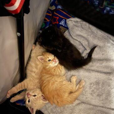 Three Little Kittens Join the Ackerson Foster Family