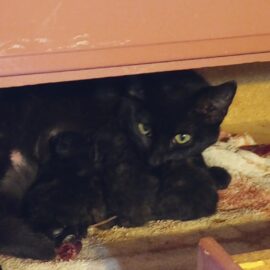Mom cat with three tiny babies