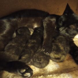 A mother cat with her kittens nursing.