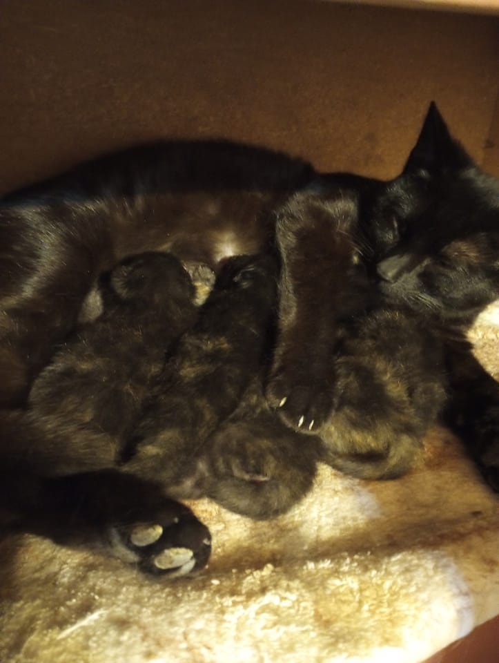 A mother cat with her kittens nursing.