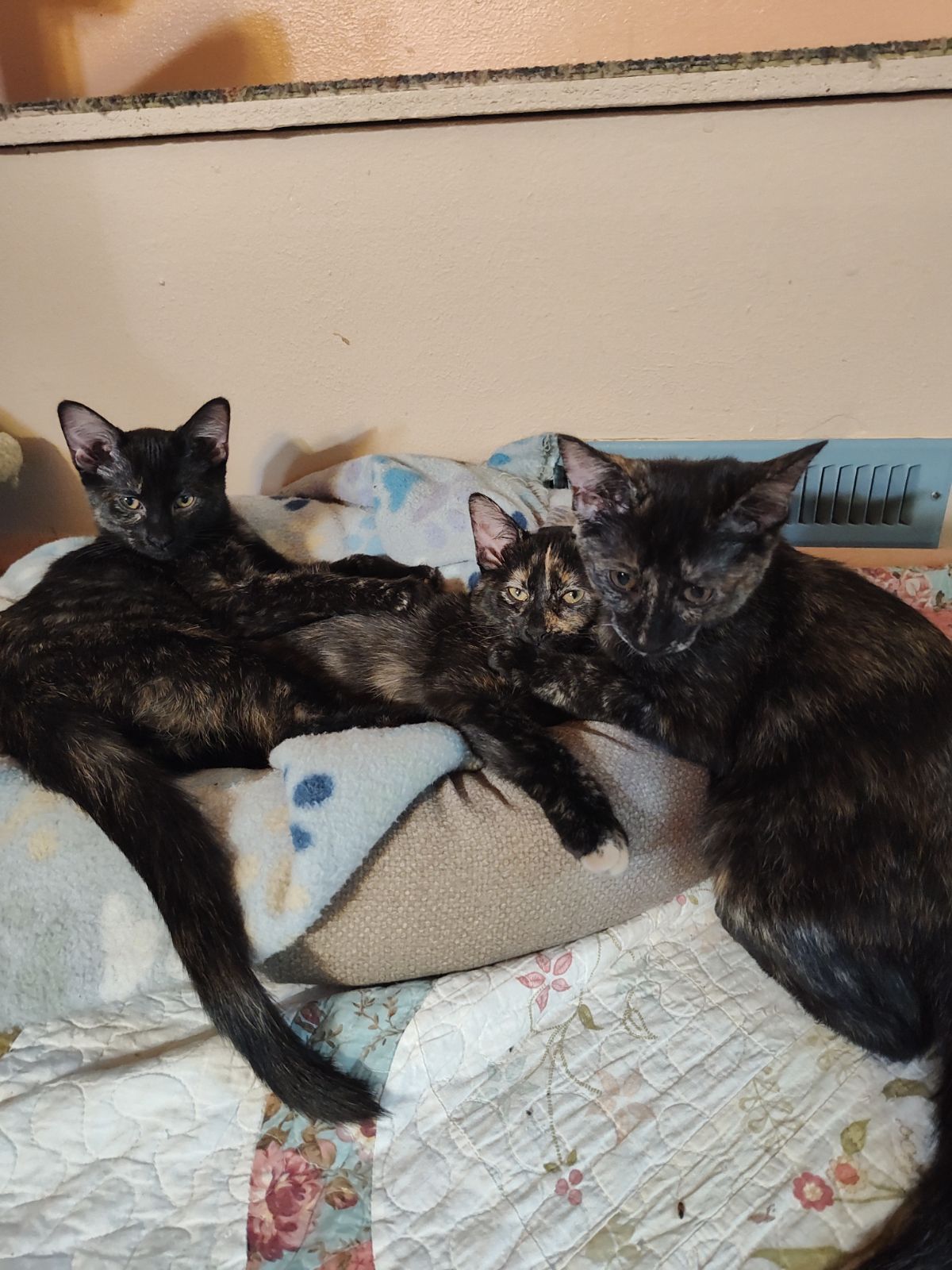 Copies of 3 tortoiseshell cats that we call Zita Lita and Bonita