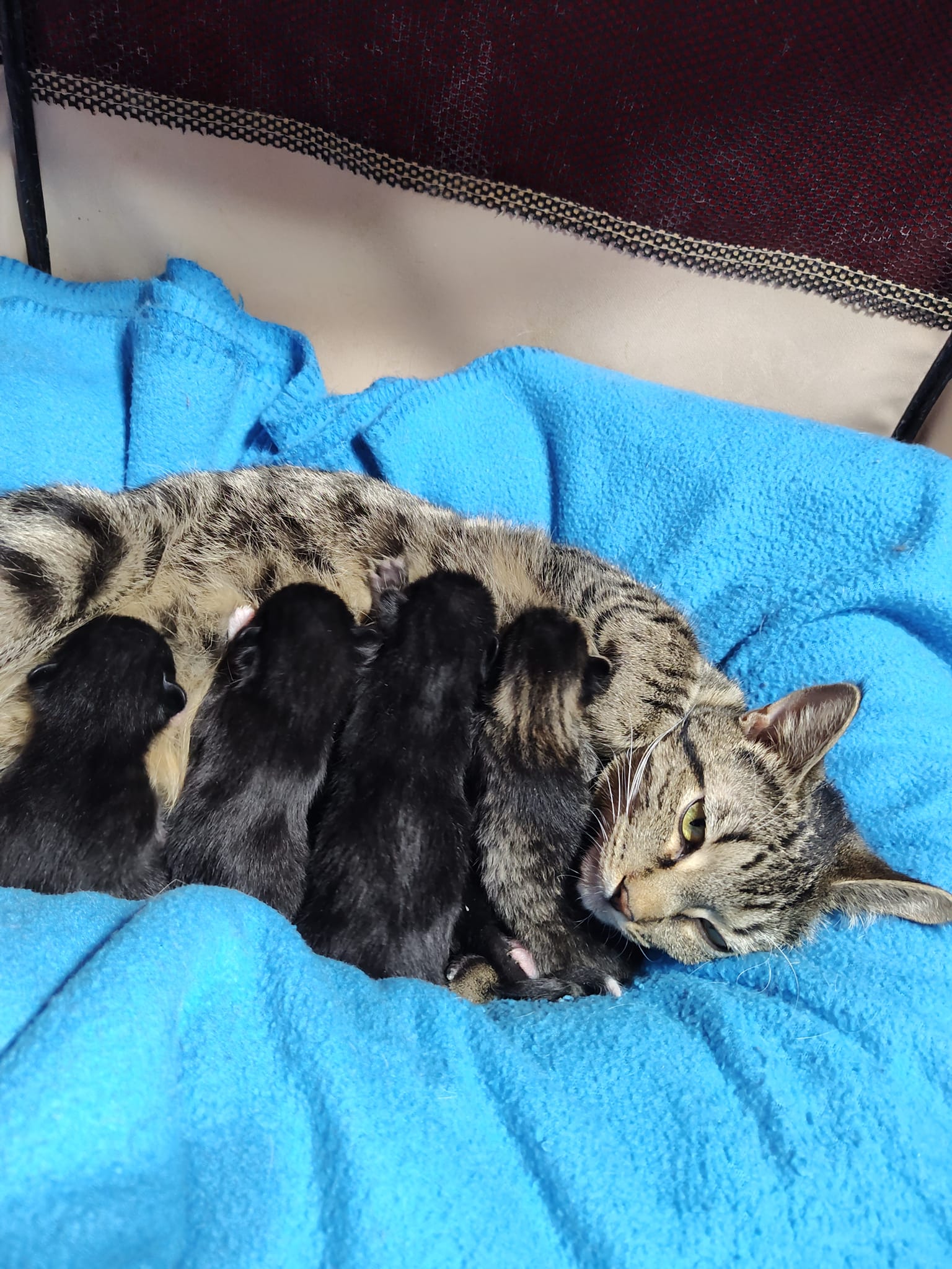 mom cat and her kittens nursing