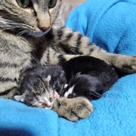 mom cat and her kittens