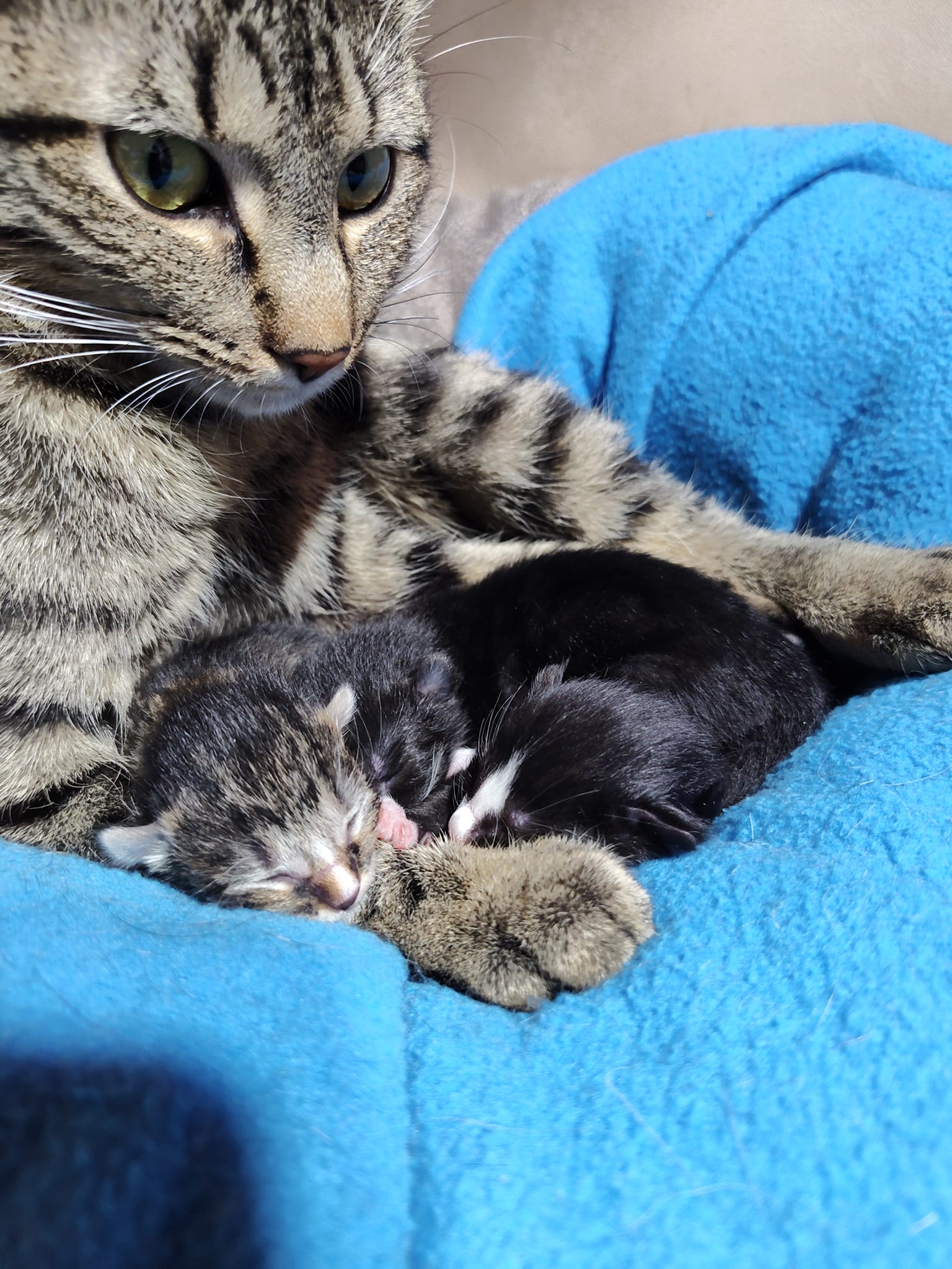 mom cat and her kittens 