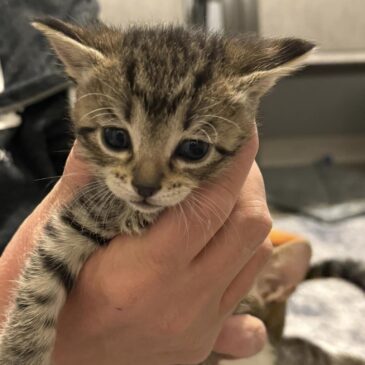Kittens Available for Pre-Adoption