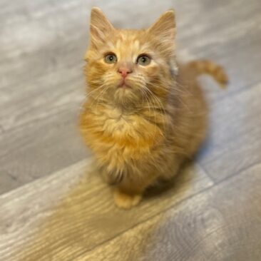 female orange kitten