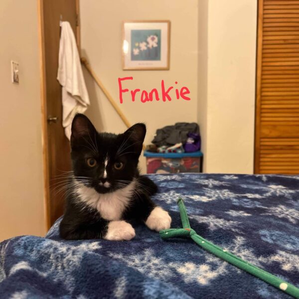 Frankie