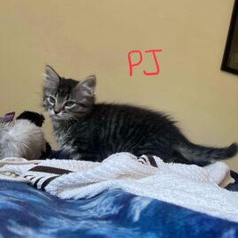 PJ